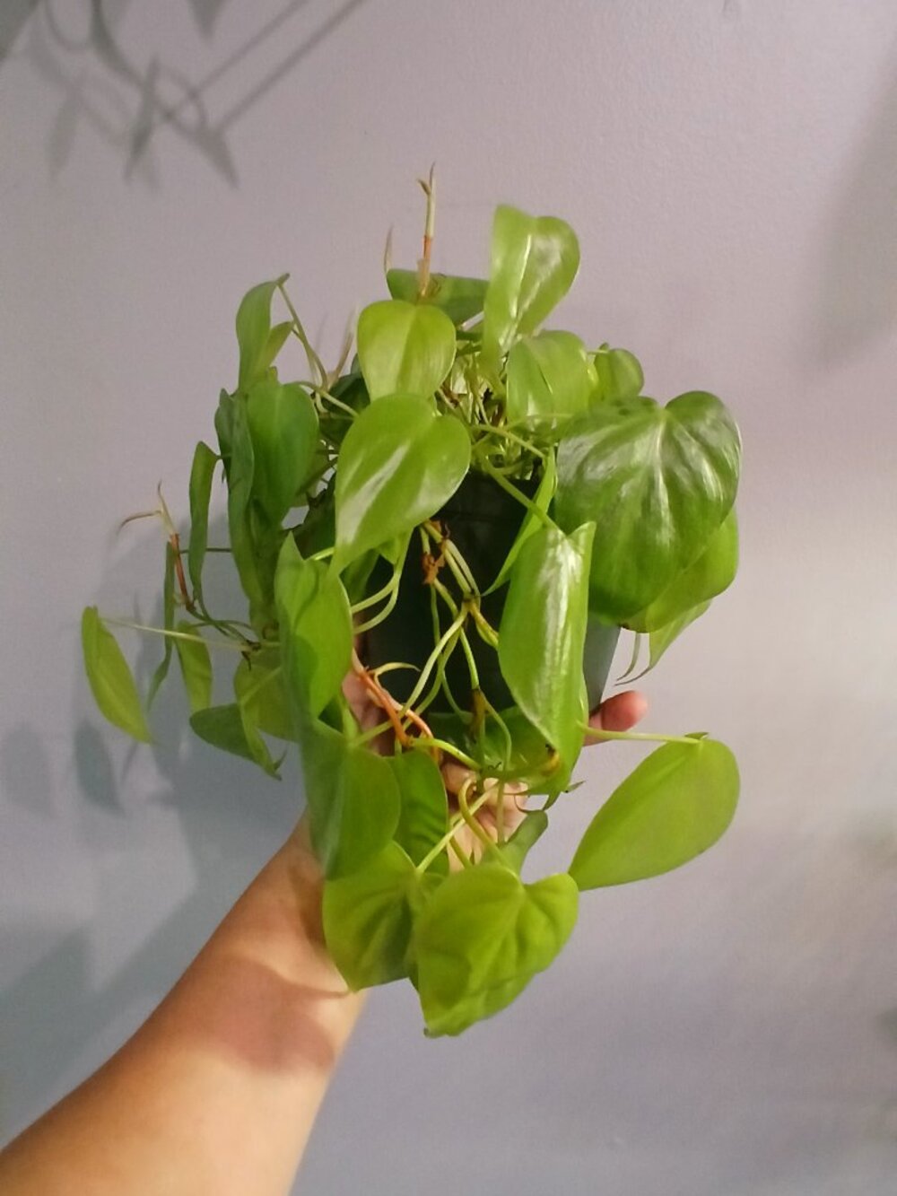Neon Pothos - Picture 5 of 6